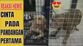 HEWIE PITBULL REACTION WHEN FIRST TIME MEET HIS LOVER