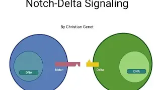 Notch-Delta Signaling Pathway