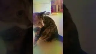 Playful tally 1
