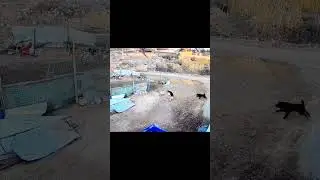 Oh My god  #dog  #anmals #shortvideo