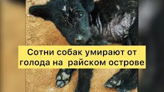 Сотни собак умирают на райском острове. Гуманитарная катастрофа острова Шри-Ланки …