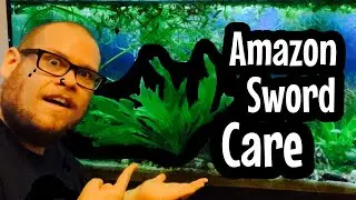 Amazon Sword Plant Care for Beginners