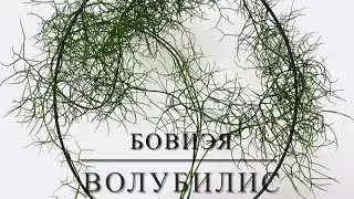 БОВИЭЯ ВОЛУБИЛИС / BOWIEA VOLUBILIS [Краткий Видео Обзор]