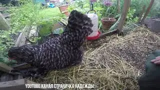 Куриный вопрос Миграция цыплят в куриное стадо