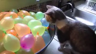 Кот и водяные шарики