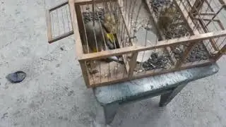 ловля певчих птиц очередной улов