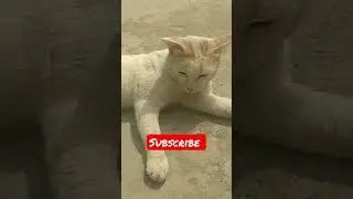 big cat#sitting outside #subscribe₹trending