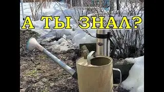 СМОРОДИНА. Весенний уход, первые действия💪💪💪