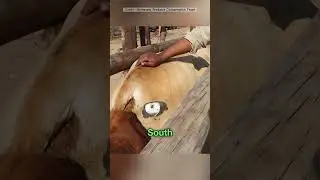 Wait For End 😨 Reason About Cow