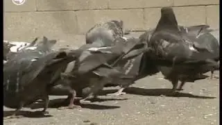 Вакансия: 