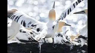 Northern Gannet Morus bassanus colony, Noss, Shetland