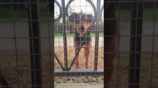 Куба в безопасности!!! #собака #dog #animal #стаффи #stuffy #амстаффберта