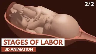 Stages of Labor | 3D Animation (2/2)