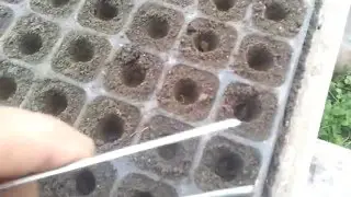 сеем капусту  16 декабря