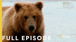 Grizzly Battleground (Full Episode) | Alaskas Grizzly Gauntlet