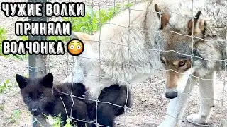 Волчонок залез к чужим волкам 😱 Беглец через чур наглец ‼️