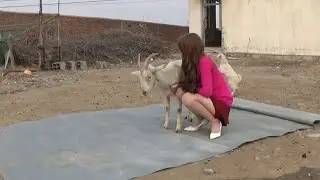 woman butcher goat/ farm vlog
