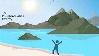 Phototransduction Pathway