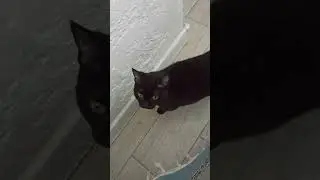 Хочу на ручки!