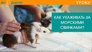 Морские свинки. Уход и условия содержание в домашних условиях. Советы ветеринара