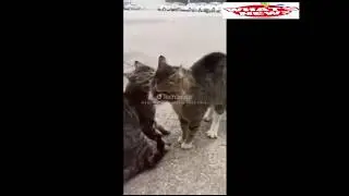 Kavga Eden Kedileri Havlayarak Ayıran ADAM | Gülmek Garanti :)