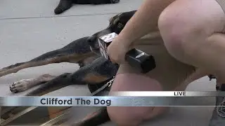 Cameron Meets Clifford, the therapy dog