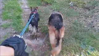 Frezja i Nando na spacerze z Bartem