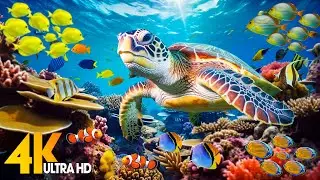 Ocean 4K - Sea Animals for Relaxation, Beautiful Coral Reef Fish in Aquarium (4K Video Ultra HD) #58