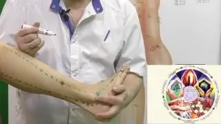 Секреты китайской медицины (60). Точка Ян фу. Меридиан желчного пузыря VB38.
