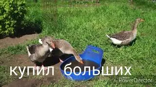 Большой серый гусь ( гусята не кушают)