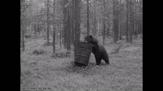 Медведи начали выходить на приваду / видео с фотоловушки