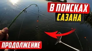 В поисках сазана на реке Обь, Продолжение/Рыбалка на сазана