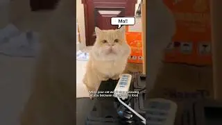 This cat is hungry and calling its mom for food 