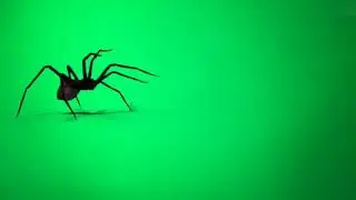 Spider GREEN SCREEN