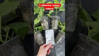 1 таблетка для рассады. Корни у рассады прут как на дрожжах #garden #рассада #огород # сад #plants