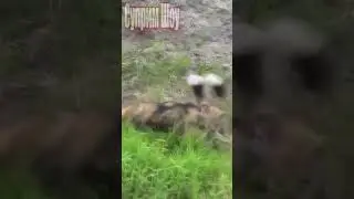 Дикие Собак Напали на Гиену