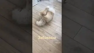 Двое на одного ❤️❤️❤️ #животные #собака #pomeranian #шпиц