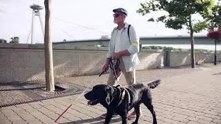 a senior blind man with guide dog outdoors in city walking slow motion hz