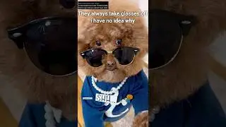 A dog fell in love with a girl 