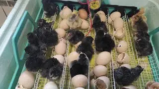 ЦЫПЛЯТА ИЗ ЯИЦ С МАГАЗИНА! ЧТО У НАС ПОЛУЧИЛОСЬ? ЯЙЦО ИЗ СУПЕРМАРКЕТА! ЦЫПЛЯТА КОТОРЫХ МЫ НЕ ОЖИДАЛИ