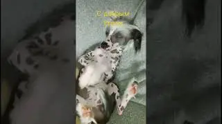 Голый китайски щенок.