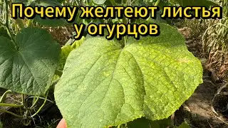 Почему желтеют листья у огурцов. Основные причины пожелтения. #огурцы