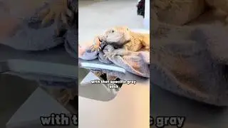 Funny #shortvideo #shorts #funny #animal