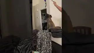When the GIANT Puppy has captured the cat toy! 