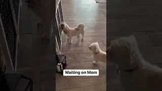 Dolly and Mojo the dogs wait for Mom to come up 🐶