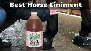 Best Horse Liniment - Expert Reviews Just Only For You (2021)