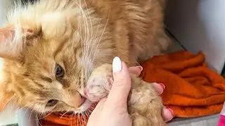 MAINE COON Barbie gave birth to kittens! / The first birth of a cat