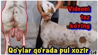 🐏 Арашан зотли совликлар сотилади 🦷 Ёшлари ёш 10 ойлик атрофида☎️ +998772701190☎️ +998934961119