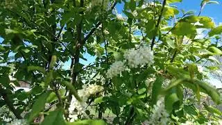 Наш сад, который мы создавали вместе