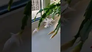 Декабрист зацвел в феврале. Как цветёт декабрист?
